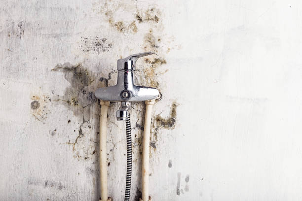 Best Toxic Mold Removal  in Landen, OH