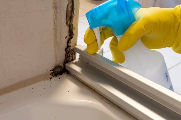Best Affordable Mold Removal  in Landen, OH