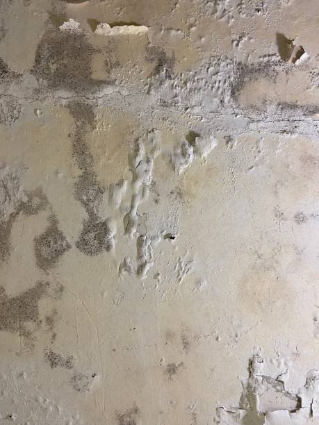 Best Home Mold Removal  in Landen, OH