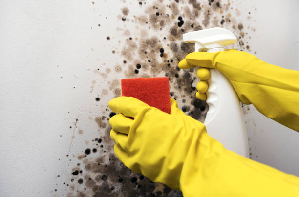 Best Office Mold Removal Services  in Landen, OH
